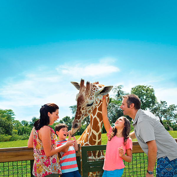 Busch Gardens - Serengeti Safari Tour