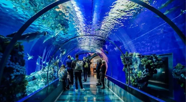 Vancouver Aquarium fish underwater marine blue