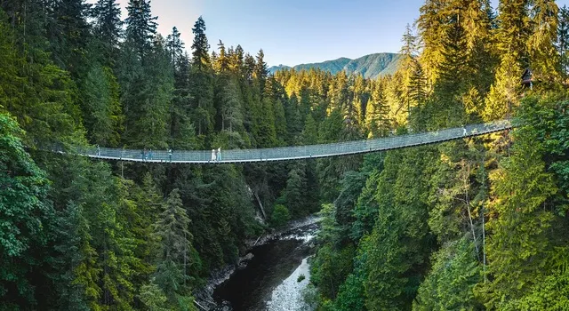 Capilano suspension bridge forest canopy