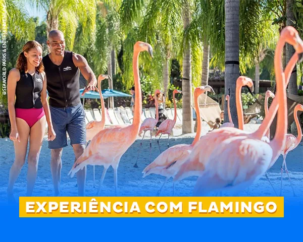 Flamingo Mingle – Discovery Cove