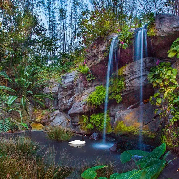 Oasis
